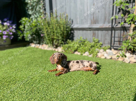 Outstanding Kennel Club registered true to size Miniature Dachshund puppy.
