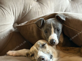 Whippet puppy