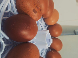 Day old chicks for sale