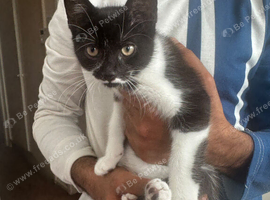 Black and white kitten