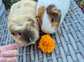 Beautiful Adult Guinea Pig Sows