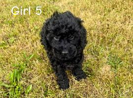 Adorable cockapoo puppie for sale