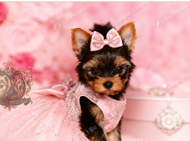 BABY FACE YORKSHIRE TERRIERS KC DNA TESTED PARENTS