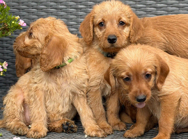 Gorgeous miniature Labradoodle