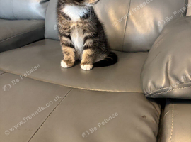 9 week old male tabby kitten