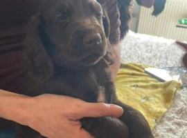 Cocker spaniel puppies