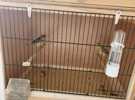 Canaries