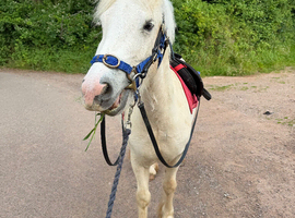3 year old Mini Cob to make 12.2/3.