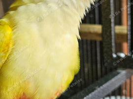 Hand Reared Lutino Conure Baby