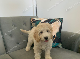 Gorgeous champagne boy Cockapoo puppy