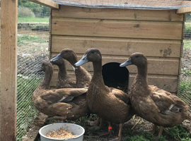KHAKI CAMPBELL DUCK HATCHING EGGS x6 24 hour tracked post
