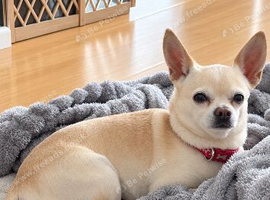 Chihuahua stud ready for a date