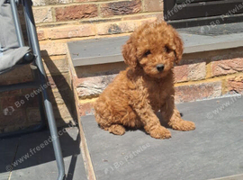 Cockapoo puppies