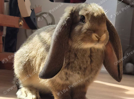 BIG EARS, BIG PERSONALITIES