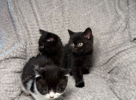 READY NOW BSH BABIES