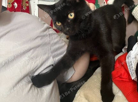 Cats