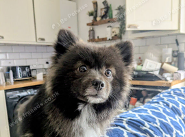 Male Pomeranian