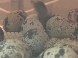 Fancy Jumbo Coloured Coturnix Hatching eggs