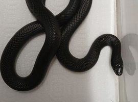 pair of mexican black kingsnakes