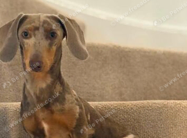 Beautiful girl looking for home