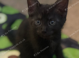 Half Maine coon kittens