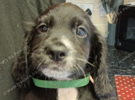Cocker spaniel 2 black boys ready to leave