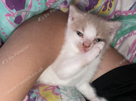 7 week boy kitten ready for pick up in 2 weeks