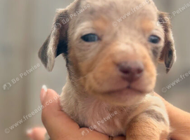 05/08/26 Beautiful litter of chocolate dapple miniature dachshund x chihuahua chiweenies (Merle)