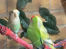 6 lovebirds