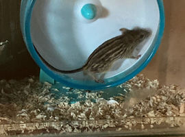 Barbary stripped grass mice zebra mice &pound; 3 each