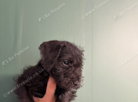 Bedlington x Lakeland terrier male 8weeks old