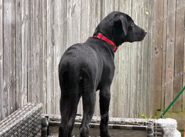 Black Labrador pup