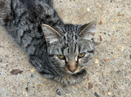 Three 5 month old cats looking for forever homes