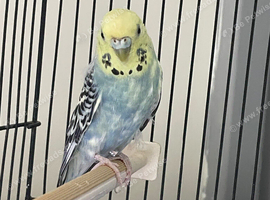 Beautiful blue&yellow female budgie