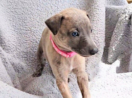 KC registered- True to type whippets