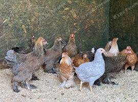 Quality Pure Breed Chickens