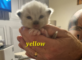 2 Male Ragdoll kittens