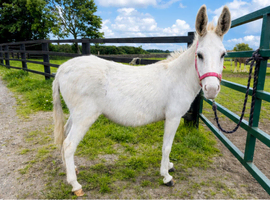 snow white donkey " White Mare