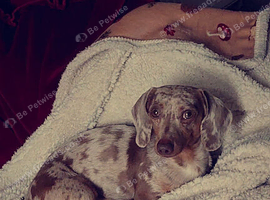 Prince Paddaccio (Ghost)