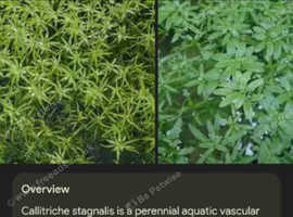 Aquarium plants
