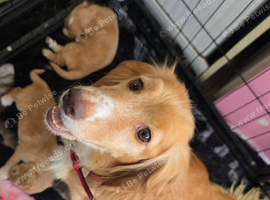 READY NOW KC Reg health tested working cocker spaniels