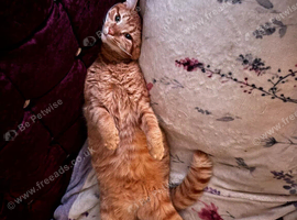 Adult cat