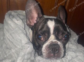 French bulldog need urgent rehoming