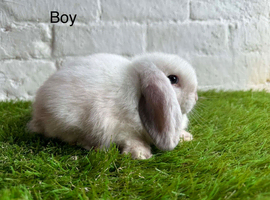 Stunning litter of Mini Lops