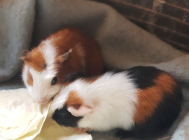 Baby Guinea pigs