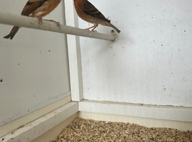 Black hooded red Siskin mules