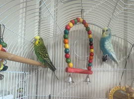 Budgies looking to be rehomed