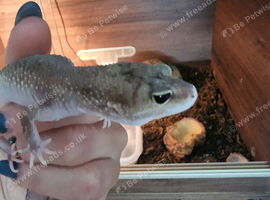 Midnight blizzard eclipse female gecko