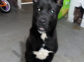 Cane corso x American Akita