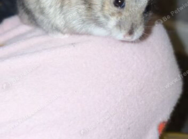 Hamster/cage/ up for offers